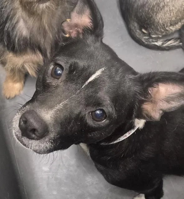An adult small-sized female Black Chihuahua dog named Harley URGENT for adoption in Thousand Oaks, CA