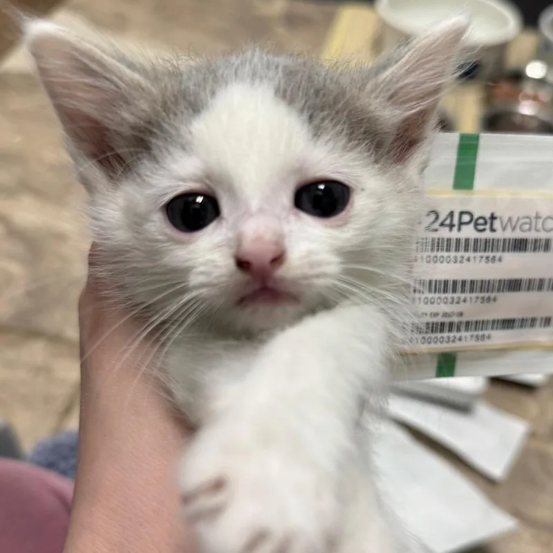 A baby small-sized male White Domestic Short Hair cat named Beach Day for adoption in Pekin, IL