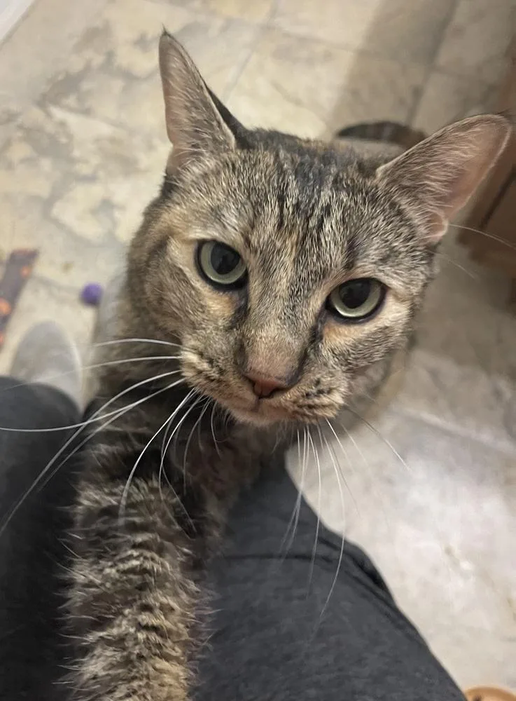 An adult medium-sized female Domestic Short Hair cat named Cambria for adoption in tucson, AZ