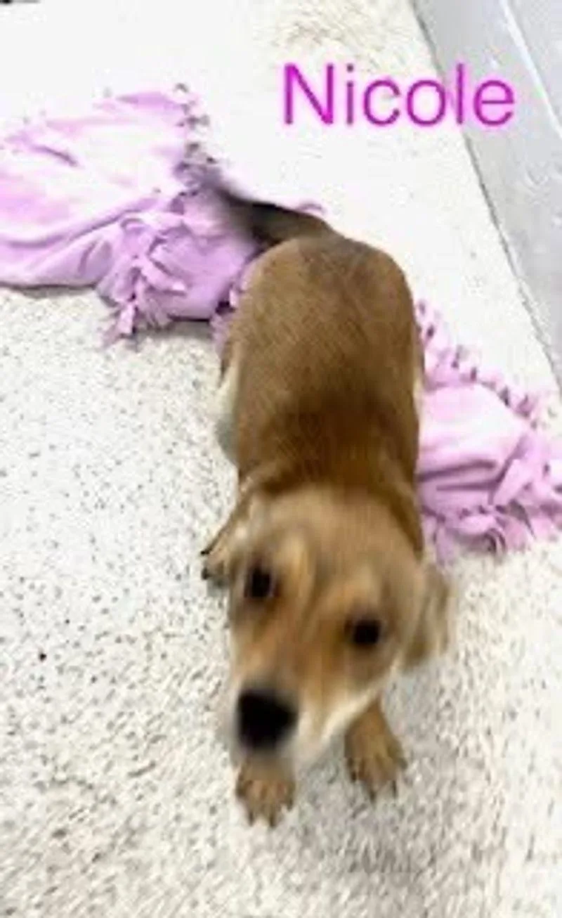 Nicole