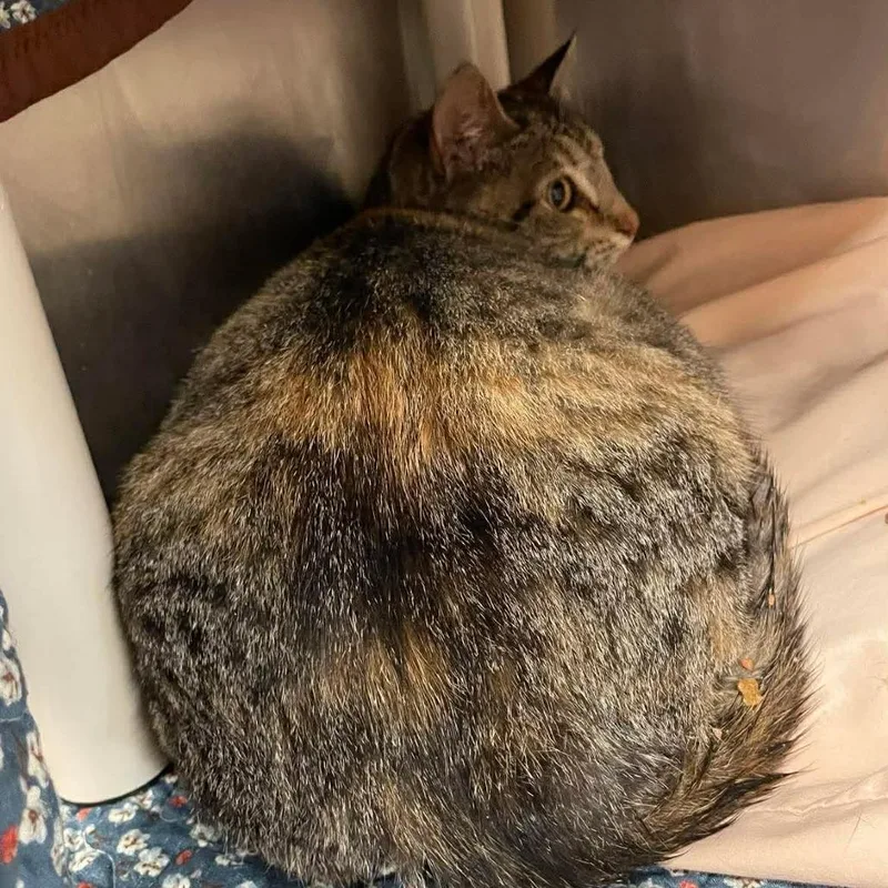 An adult small-sized female Torbie Domestic Short Hair cat named Sutherlands for adoption in Huntsville, AR