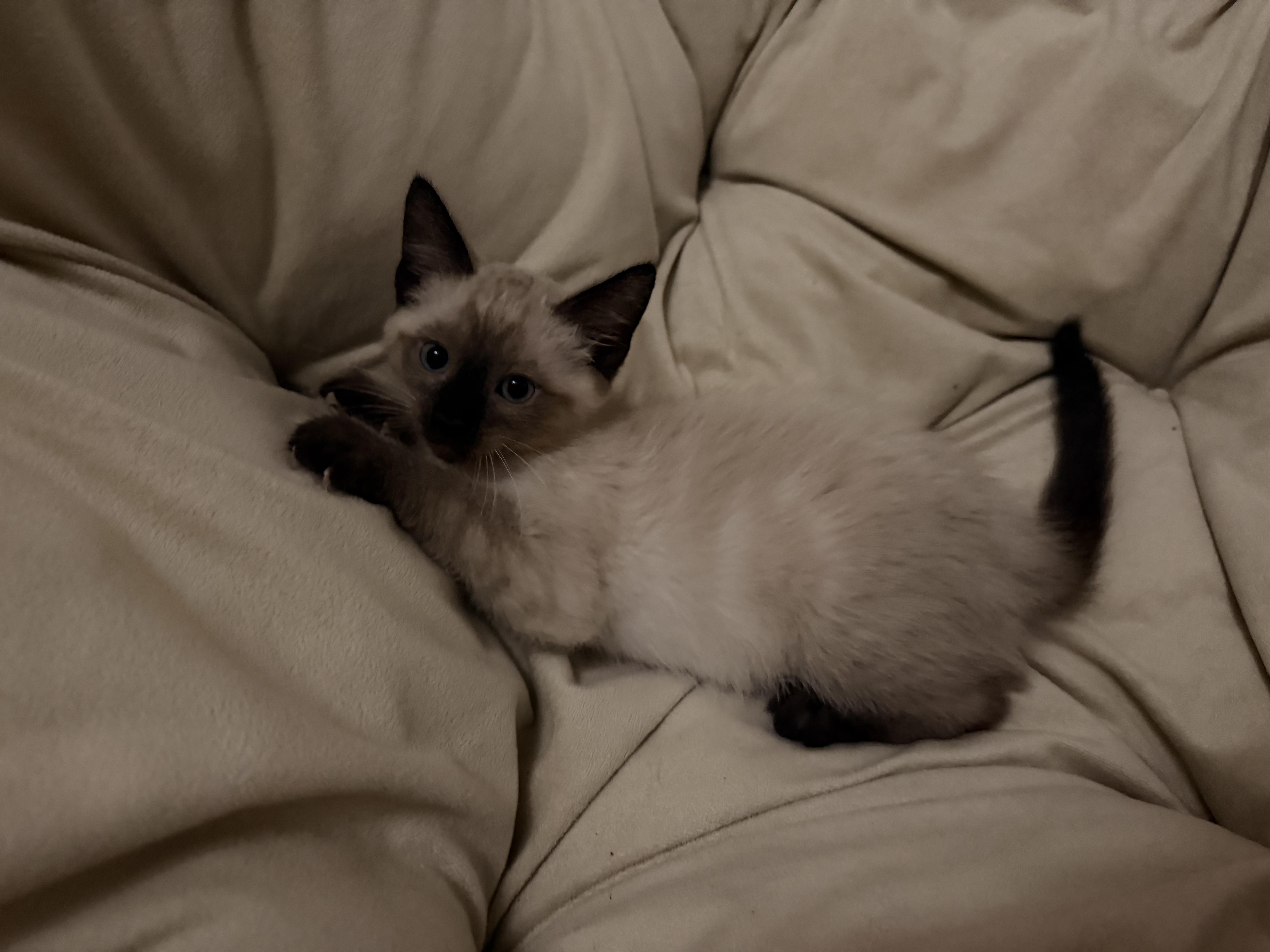A baby medium-sized male Gray / Blue / Silver Siamese cat named Rolo for adoption in Norco, CA