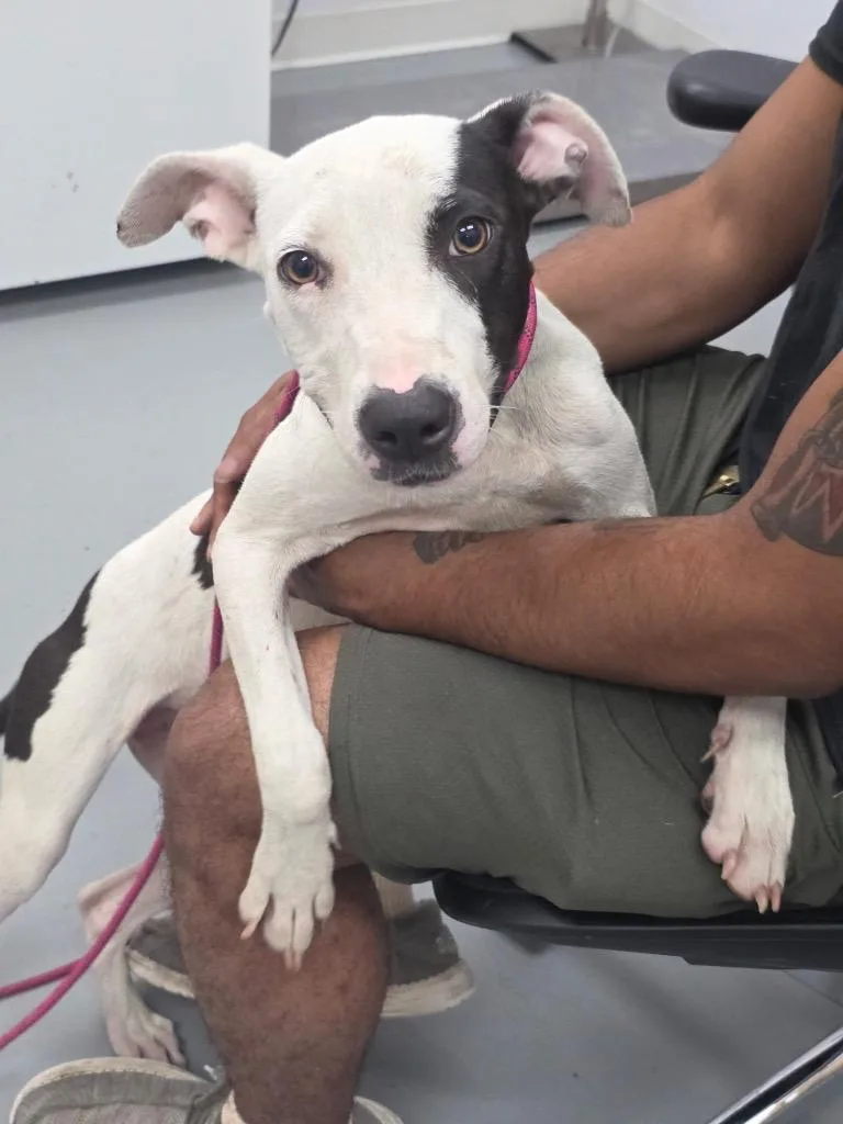 A young medium-sized female Pit Bull Terrier dog named Bella for adoption in Hartsville, SC