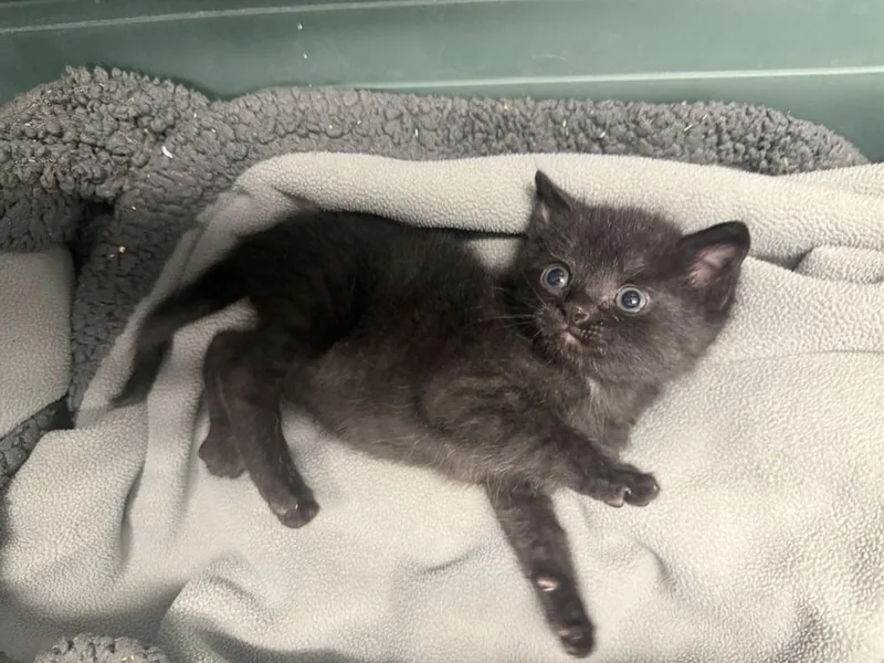 A baby small-sized male Black Domestic Short Hair cat named Danger Noodle for adoption in Saint Augustine, FL