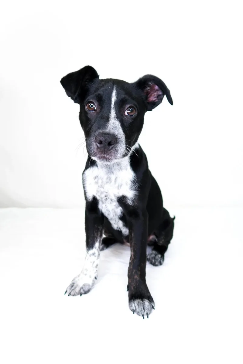 A baby medium-sized female Black Australian Cattle Dog / Blue Heeler dog named Jayden for adoption in Bixby, OK