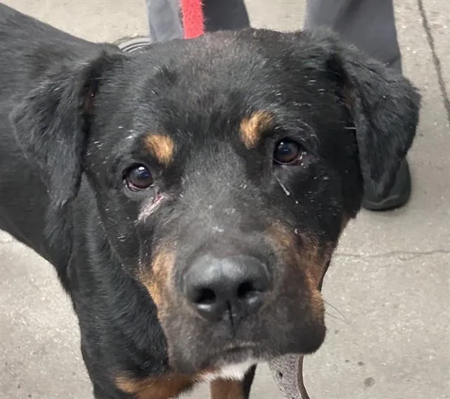 An adult large-sized male Rottweiler dog named Lewis for adoption in Tucson, AZ