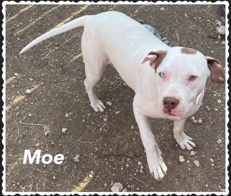 Mo
