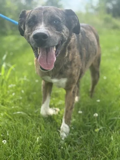 An adult medium-sized male Mixed Breed dog named Tarzan for adoption in Columbus, IN