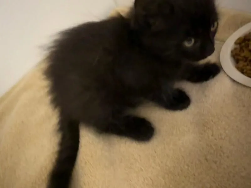 Noir