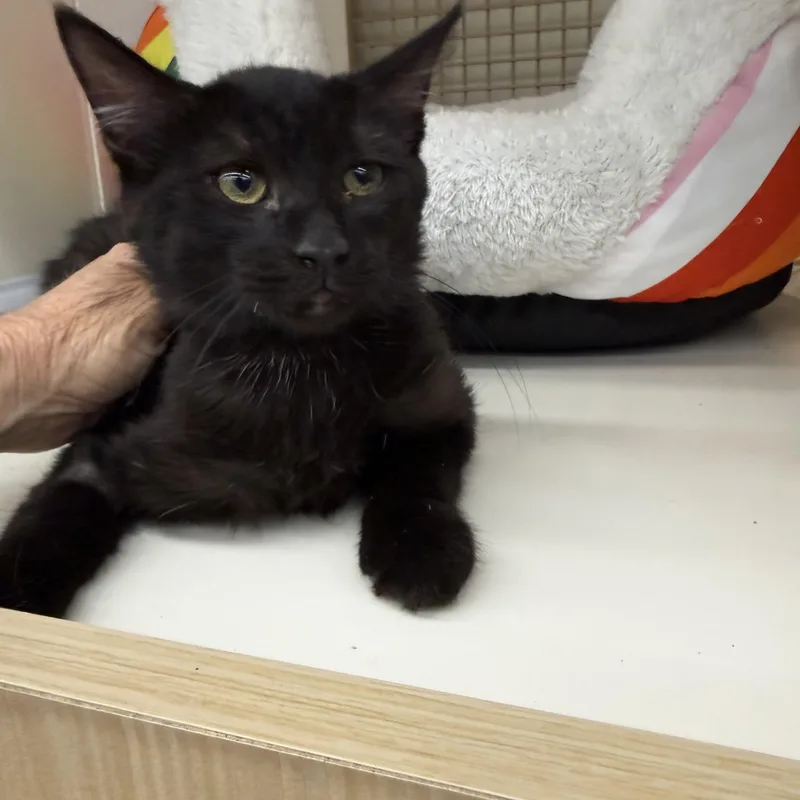 A baby medium-sized male Black Burmese cat named Dave for adoption in Las Vegas, NV