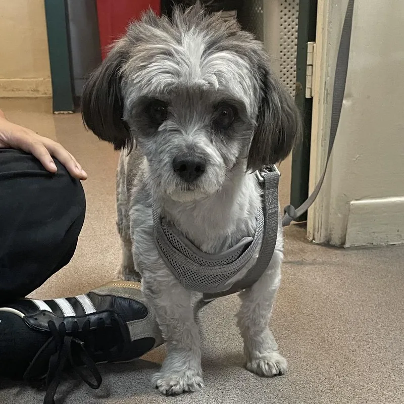 Paco