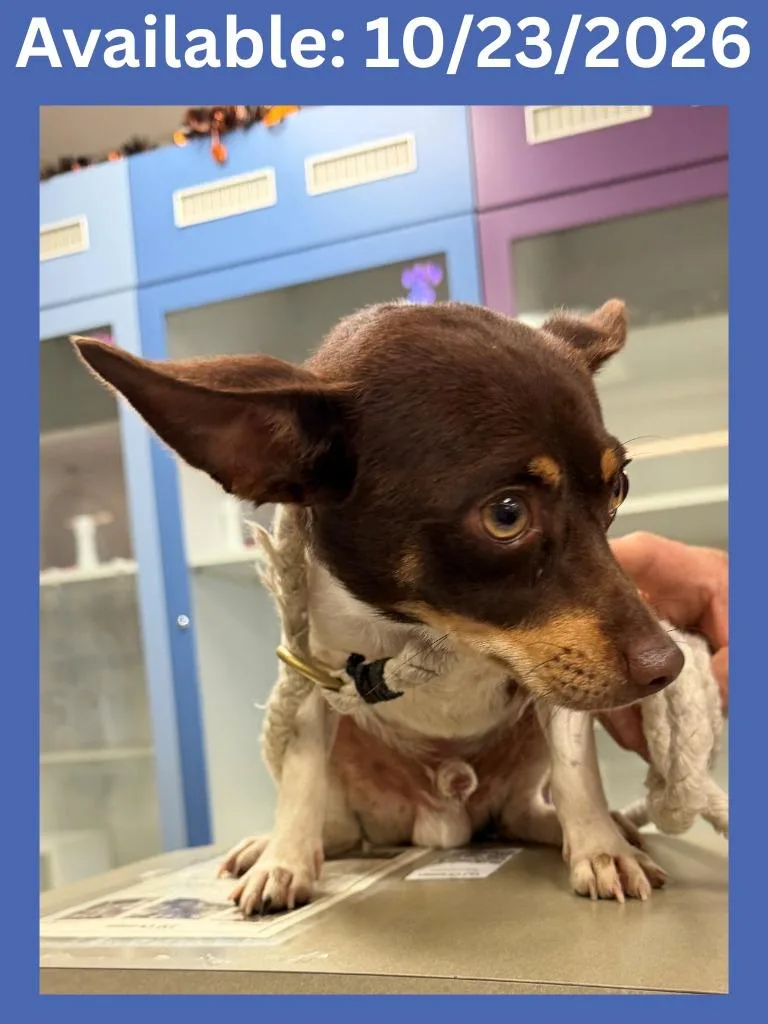 An adult medium-sized male Chihuahua dog named Dog Kennel for adoption in Greenville, TX