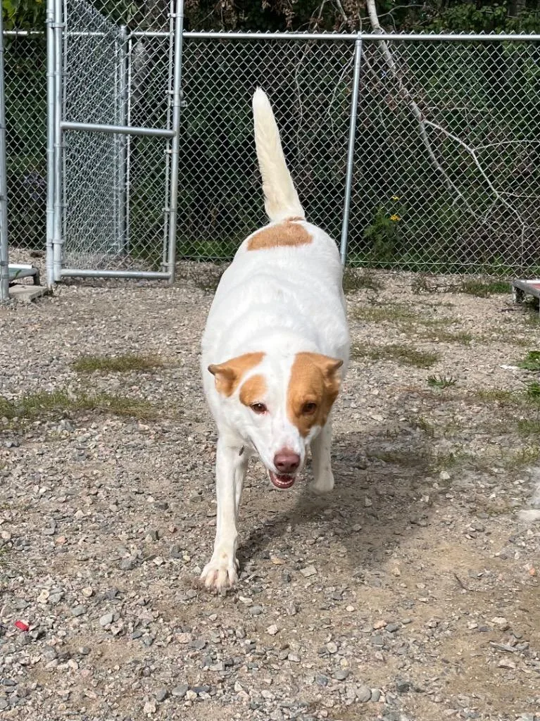 An adult medium-sized female Shepherd dog named Layla for adoption in Virginia, MN