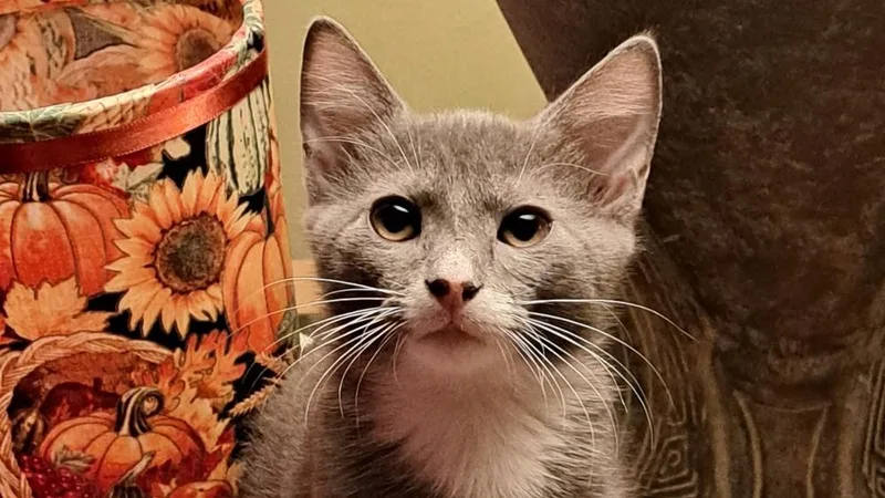 A baby small-sized male Gray & White Domestic Short Hair cat named Assam for adoption in Powder Springs, GA