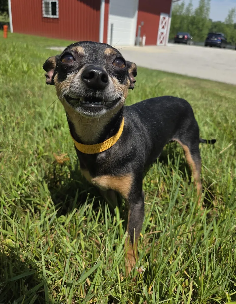 An adult small-sized male Bicolor Miniature Pinscher dog named Taco for adoption in Nevada, IA