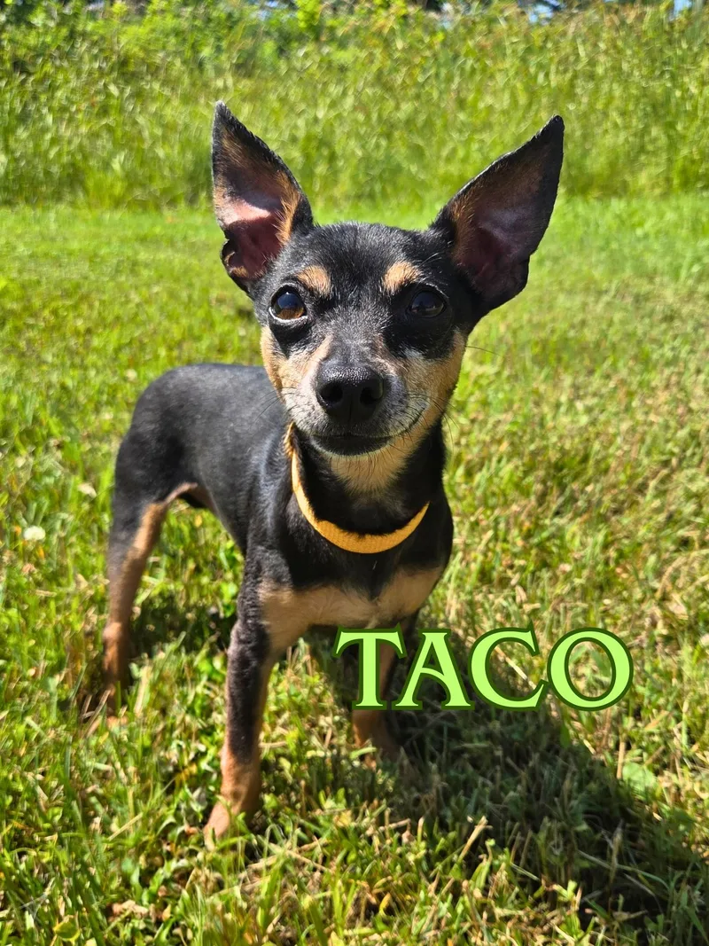 Taco thumbnail 2