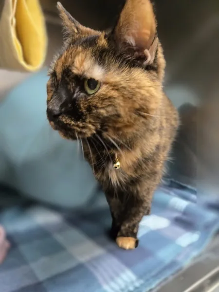 A senior medium-sized female Domestic Short Hair cat named Annabelle for adoption in Kingston, NY