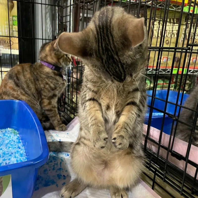 An adult small-sized female Brown / Chocolate Domestic Short Hair cat named Wednesday for adoption in Howard beach, NY