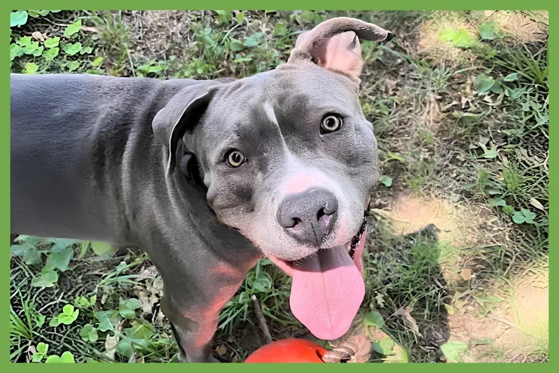 A young large-sized male Gray / Blue / Silver Pit Bull Terrier dog named Blue for adoption in Amherst, MA