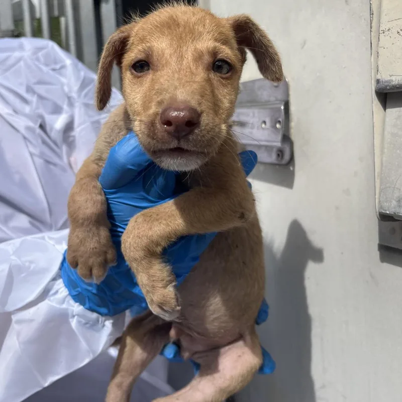 A baby small-sized male Shepherd dog named Lucas for adoption in Edinburg, TX
