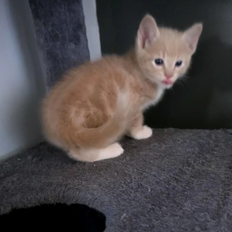 A baby small-sized male Orange / Red Domestic Medium Hair cat named Star C for adoption in Princeton, MN