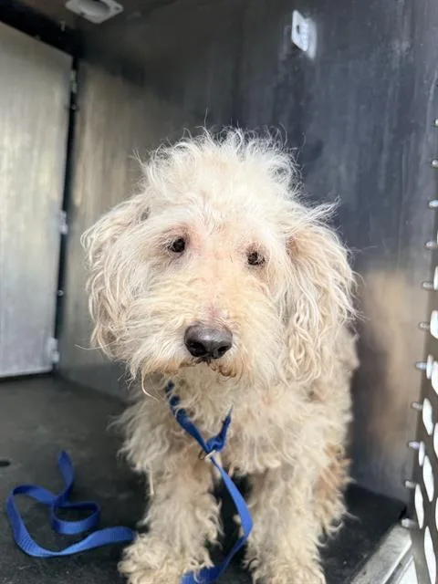 A senior small-sized female Maltese dog named Lucy for adoption in San Antonio, TX