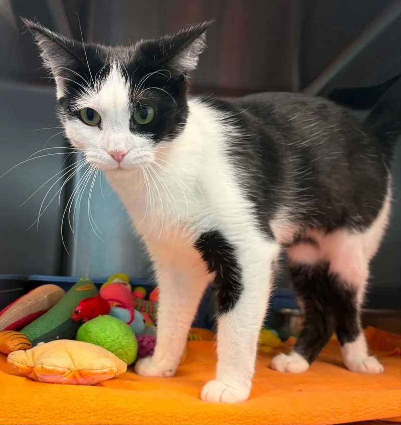 A young medium-sized female Black & White / Tuxedo Domestic Short Hair cat named Kricket for adoption in Lincoln, MI
