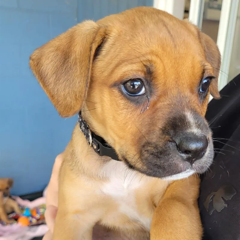 A baby small-sized female Pit Bull Terrier dog named Ella for adoption in Allyn, WA