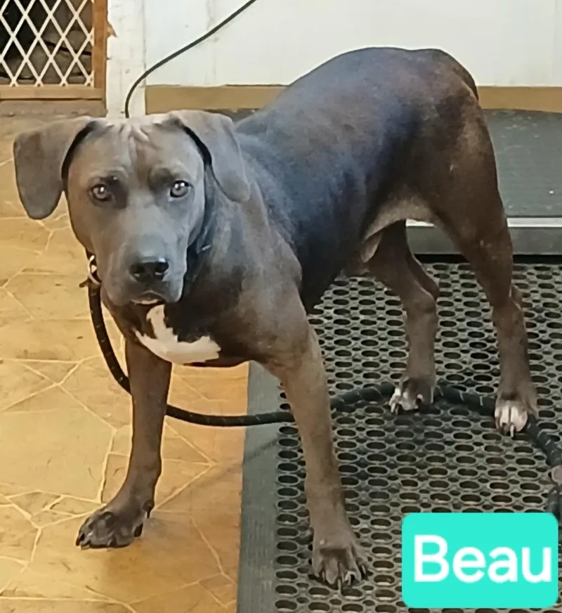A young medium-sized male Terrier dog named Beau for adoption in Mena, AR