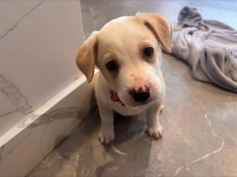 A baby medium-sized male Yellow / Tan / Blond / Fawn Australian Shepherd dog named Obi for adoption in Las Vegas, NV