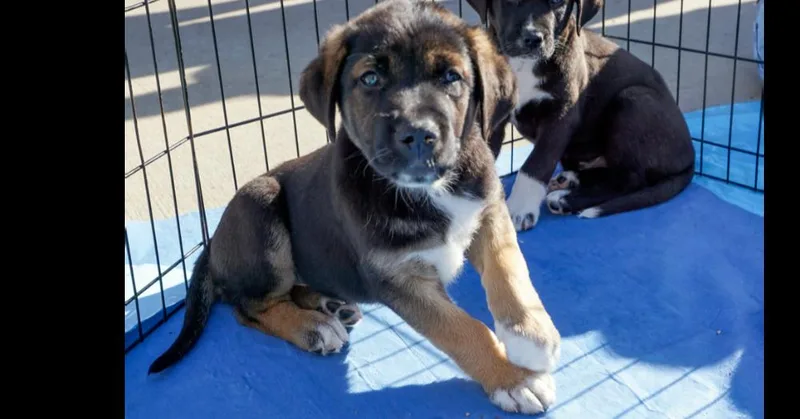 A baby large-sized female Tricolor (Brown, Black, & White) Great Pyrenees dog named Gem Stones: Opal for adoption in Dallas, TX