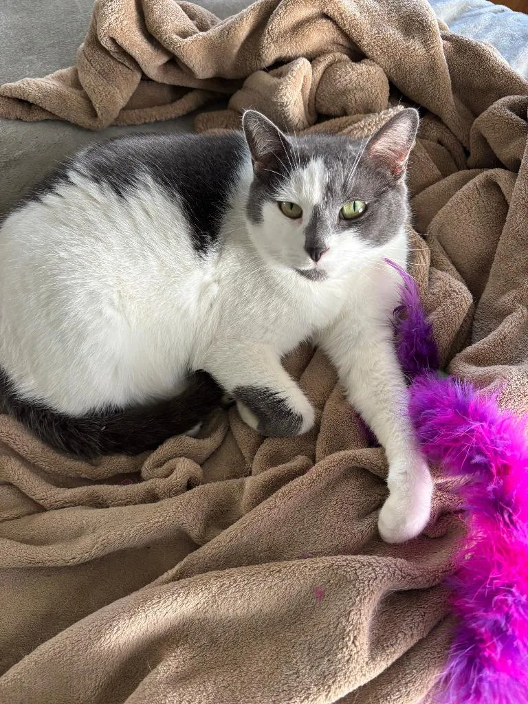 A senior medium-sized female Domestic Short Hair cat named Itty Bitty for adoption in Bloomington, IN