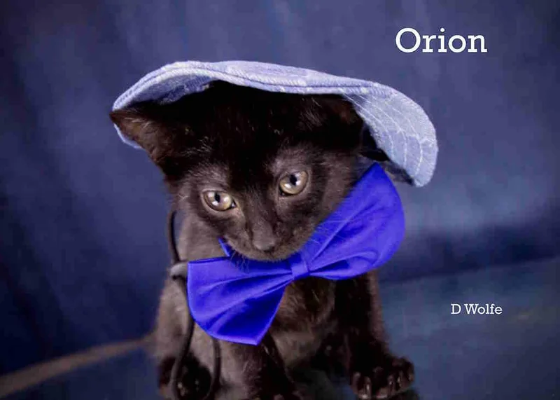 A baby medium-sized male Black Domestic Short Hair cat named Orion for adoption in York, NE