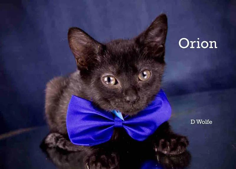 Orion thumbnail 2