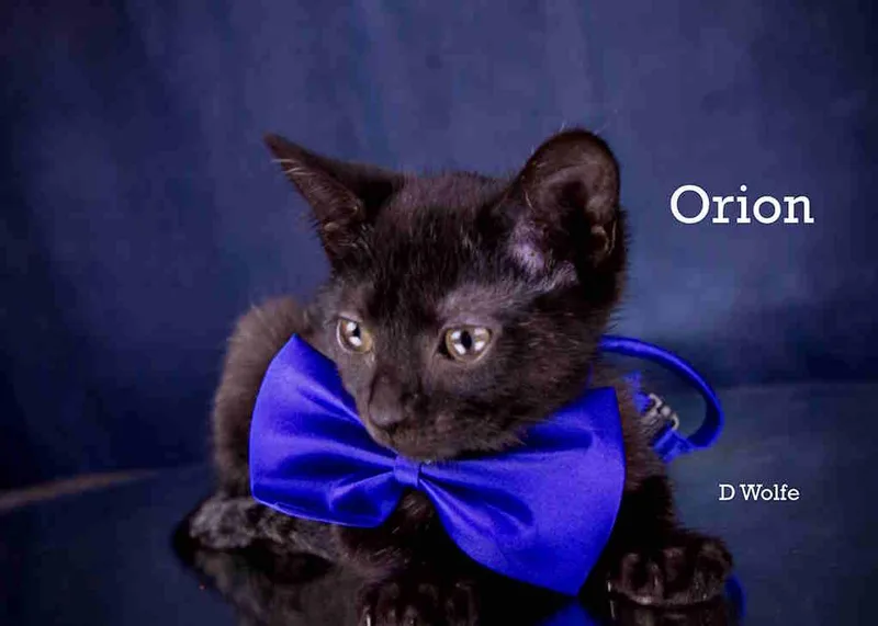 Orion thumbnail 3