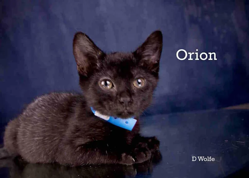 Orion thumbnail 4