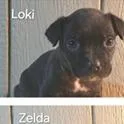 Loki
