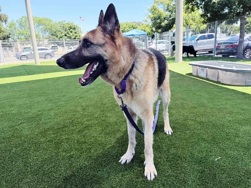 An adult large-sized male German Shepherd Dog dog named Buddy for adoption in Pleasant Grove, CA