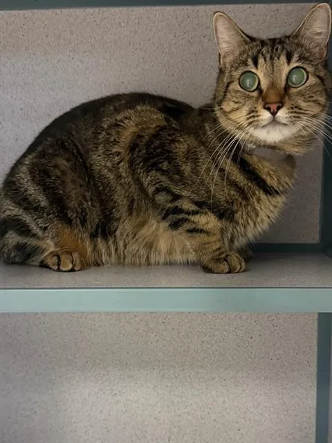 A young medium-sized female Domestic Short Hair cat named Shanelle for adoption in Agoura, CA