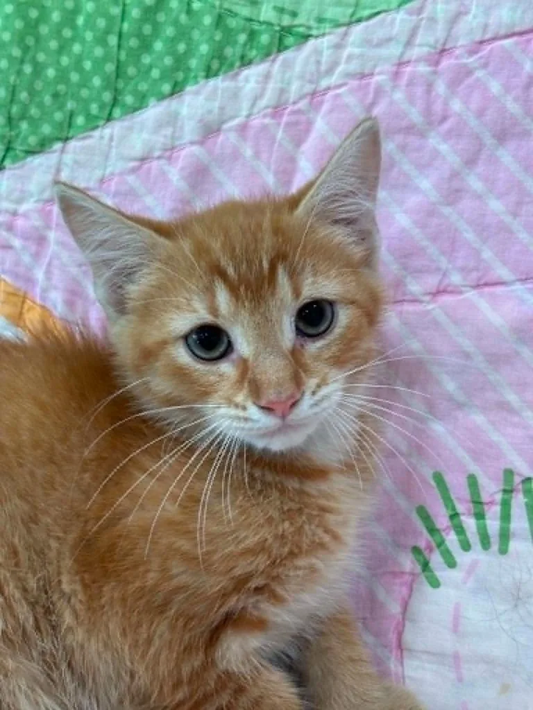 A baby small-sized male Domestic Short Hair cat named Sherman for adoption in Warrenton, NC
