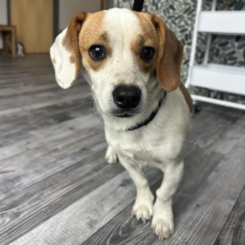A young small-sized male White / Cream Chihuahua dog named Cash for adoption in St. Louis, MO