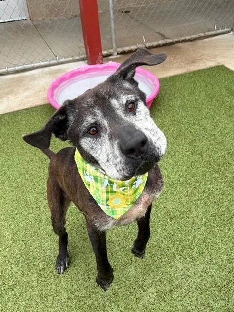 An adult medium-sized male Black Plott Hound dog named Paw Paw for adoption in Fayetteville, AR