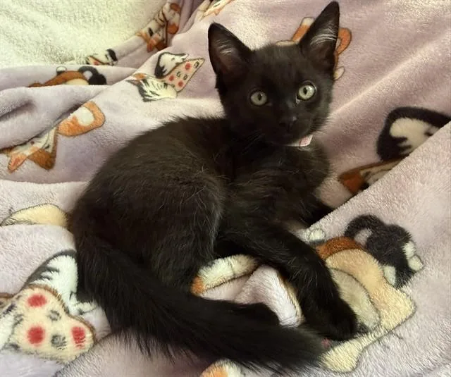 A baby small-sized male Domestic Medium Hair cat named Ink for adoption in Sacramento, CA