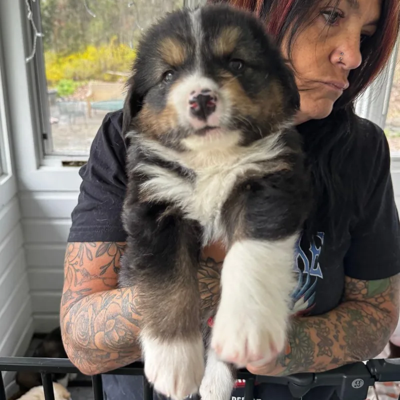 Ny Torin Avail May