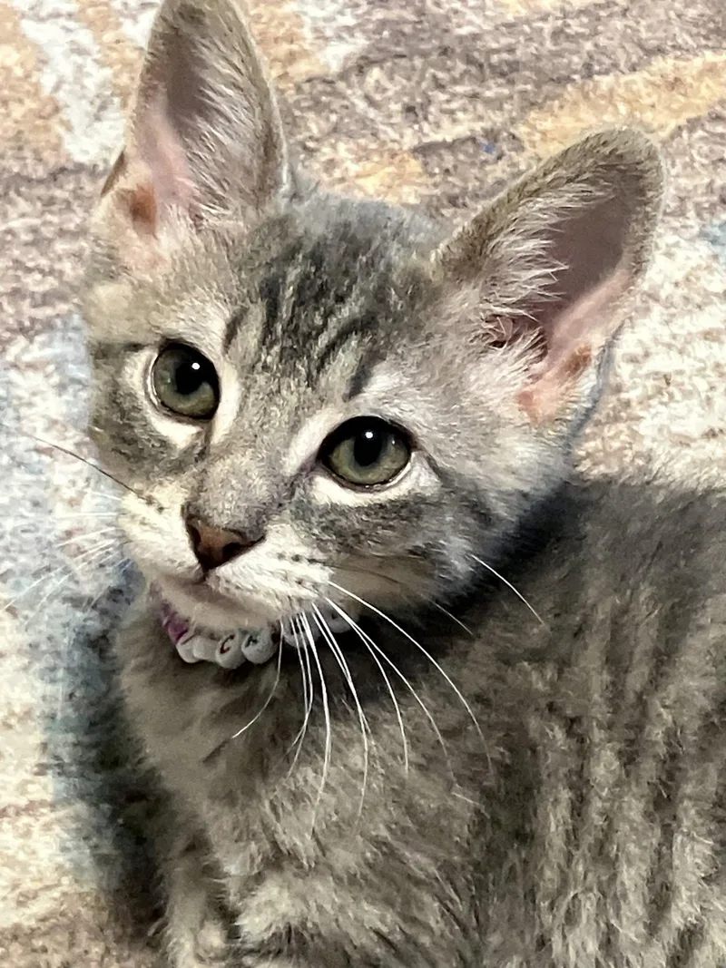 A baby small-sized male Tabby (Gray / Blue / Silver) Domestic Short Hair cat named Tucker for adoption in Manhattan, KS