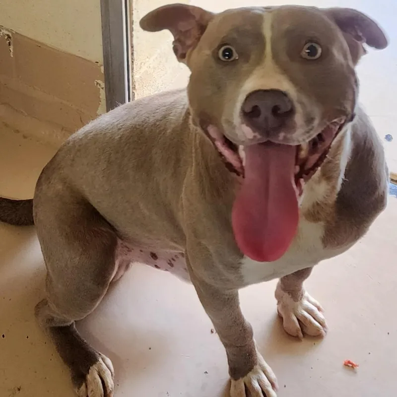 An adult medium-sized male Gray / Blue / Silver Pit Bull Terrier dog named Bruce for adoption in Danville, VA