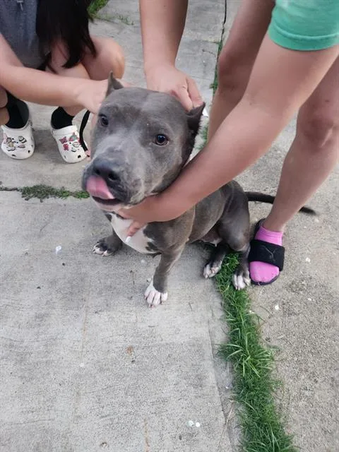 An adult medium-sized female American Staffordshire Terrier dog named Wera for adoption in San Antonio, TX