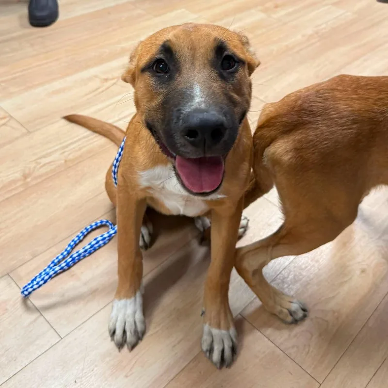 A young small-sized male Yellow / Tan / Blond / Fawn Shepherd dog named 26-1136 for adoption in Los Banos, CA