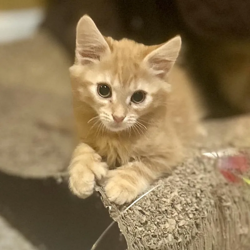 A baby small-sized male Orange / Red Domestic Long Hair cat named Cupid for adoption in Philadelphia, PA