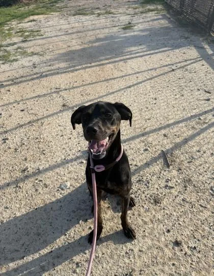 An adult large-sized male Mixed Breed dog named Jax for adoption in Atlanta, GA
